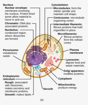 Eukaryotic Cells - Structure Of A Typical Eukaryotic Cell #2749054