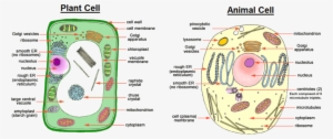 Image Showing Difference Between Animal Cell And Plant - Microfilaments In Plant Cell #2749077