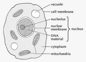 A Drawing Of A Typical Animal Cell - Easy Drawing Of Animal Cell - Free ...