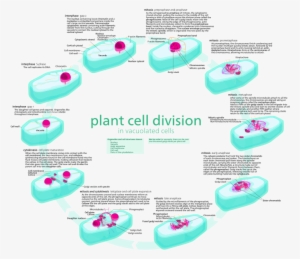 Plant Vs Animal Cell Division - Cell Cycle Diagram With Description #2749252