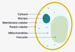Fungal Cell Vs Animal Cell - Vacuole Simple Diagram #2749255