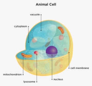 Inspirational Picture Of A Vacuole In An Animal Cell - Celula Animal 5 Organelos #2749290