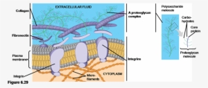 Animal Cells Lack Cell Walls Are Covered By An Elaborate - Extracellular Matrix Of A Cell #2749292