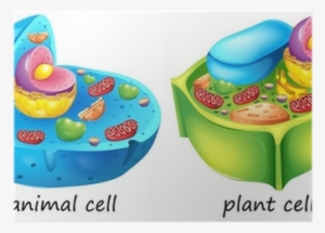 Example Of A Animal Cell #2749459