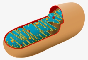 Animal Cell Diagram Unlabeled #2749519 Animal Cell Diagram Unlabeled #2749519