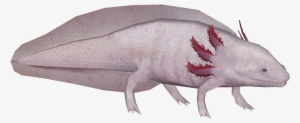 Axolotl 2 - Wiki #2752053