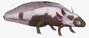 Axolotl Variants 5 - Rat #2752099