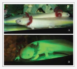 Transgenic Axolotls Expressing Gfp - Green Fluorescent Protein #2752143