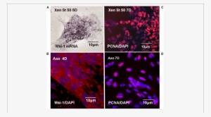 Xenopus And Axolotl Msi 1, Proliferation In Vitro - Riboprobe #2752465