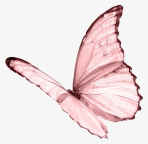 Moodboard Aesthetic Pastel Pink Butterfly Niche Png - White Butterfly Transparent Background #2754194