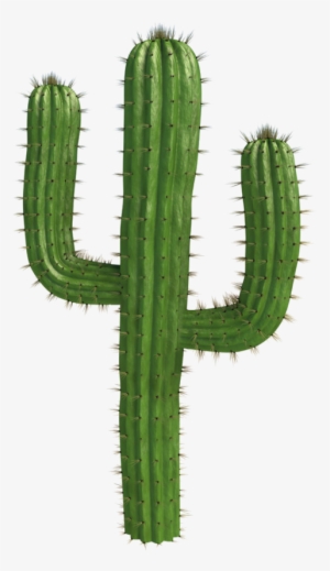 7 Cactus Illustration, Plant Drawing, Catus, Succulents, - Cactos Com  Flores Desenho Png - Free Transparent PNG Download - PNGkey