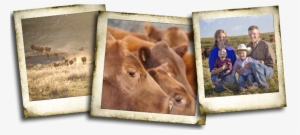 Webr Dr - Phil - Working Animal #2758086