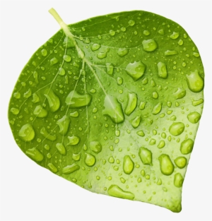Wet-leaf - Transparent Background Wet Leaf Png #2761805
