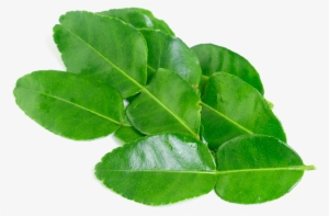 Kaffir Lime Leaves Png Background Image - Kaffir Lime Leaf #2761872