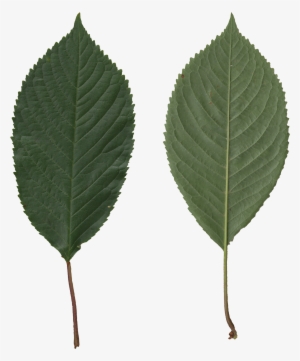 Prunus Avium Scanned Leaves - Leaf Side On Png #2762015