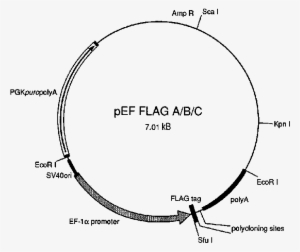 Pef Flagpgkpuro Expression Vectors - Pef Flag #2762586 Pef Flagpgkpuro Expression Vectors - Pef Flag #2762586