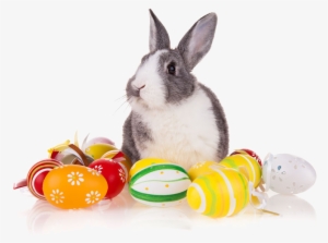 Easter Rabbit - Photography #2765019