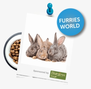 The Family Pet Show - Pygmy Rabbit #2766899