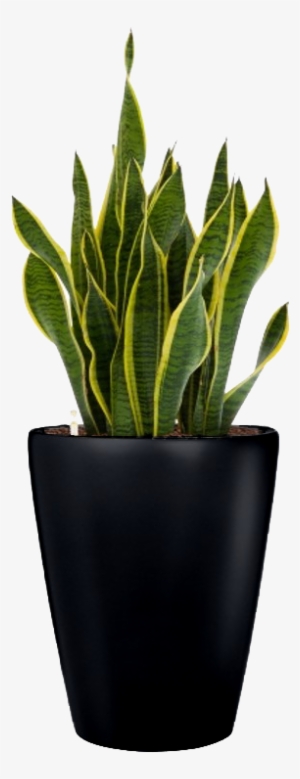 Small Plant Png - Portable Network Graphics #2767436