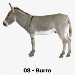 Burro - Mule Png #2767468