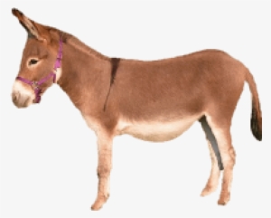 Free Png Donkey Png Images Transparent - Brown Donkey Png #2767560 Free Png Donkey Png Images Transparent - Brown Donkey Png #2767560