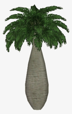 Rapa Nui Palm Small - Attalea Speciosa #2767657