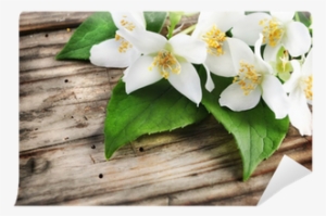 Jasmine Flower Posters #2769380