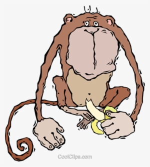 Monkey, Eating A Banana Royalty Free Vector Clip Art - Monkey Sitting With Eating Banana #2769589