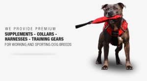 Pet Harness #2769804