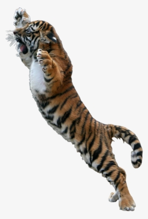 Go To Image - Jumping Tiger Png #2769940