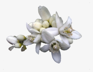 Neroli Flower - Flor De Naranjo Png #2770053