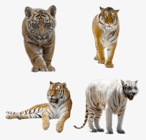 Wild Cats Calendar 2018: 16 Month Calendar #2770118