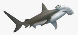 Hammerhead Shark Cut Out #2771123