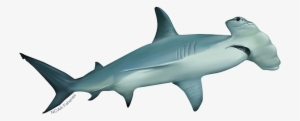 Scalloped Hammerhead Shark - Hammerhead Shark #2771127