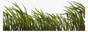 Reeds Png #2771148