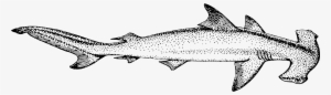 Hammerhead Shark Vertebrate Scalloped Hammerhead Tiger - Hammerhead Shark #2771318