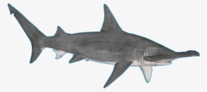 Sharkgreathammerhead Jimmyzhoopz - River Shark #2771576