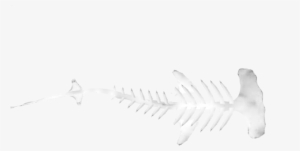 Hammerhead Shark Skull - Hammerhead Shark Skeleton Drawing #2771627