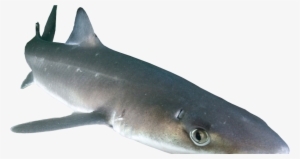 Spiny Dogfish Shark Png #2771724