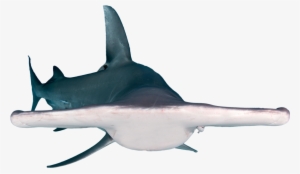 Record Hammerhead Shark Download - Shark #2771954