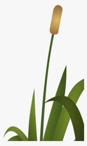 Frog Reeds - Education #2772026