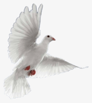 Pigeons And Doves #2775003