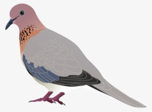 Mourning Dove Clipart Transparent - Mourning Dove Clip Art #2775594
