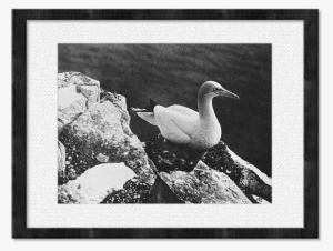 Duck Framed Print #2776035