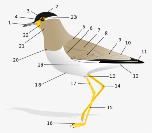 Anatomy Of A Bird #2777088