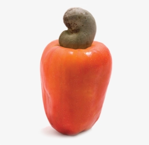 With Large Cashew Plantations, The Cape Cashew Company - Cashew Nut Fruit Png #2777806