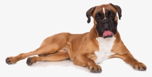Boxer Dog - Boxer Lying Down #2778631