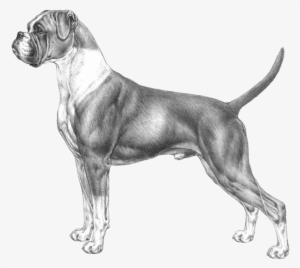Boxer - Disegni Di Cani Boxer #2778665