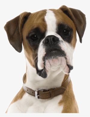 Search - Puppy Boxers #2778688