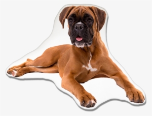 Boxer Dog Pillow - Poodle Boxer Mix #2778715